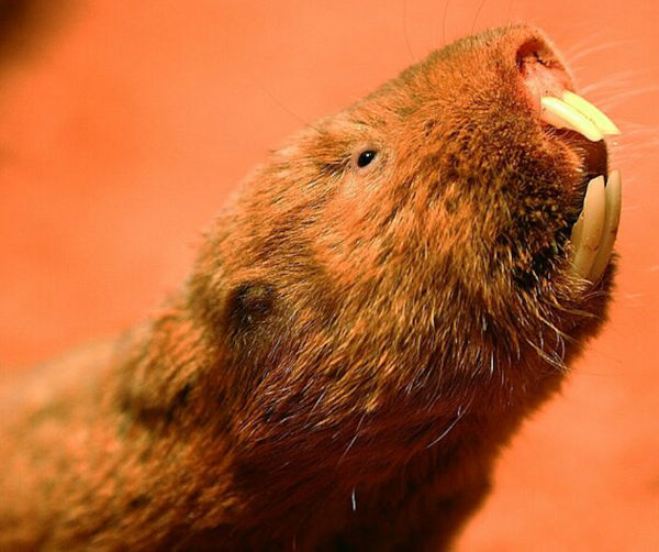 Ansell's Mole Rat