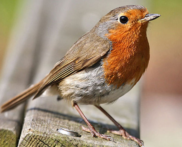European Robins